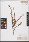Foto von Salix aurita L.